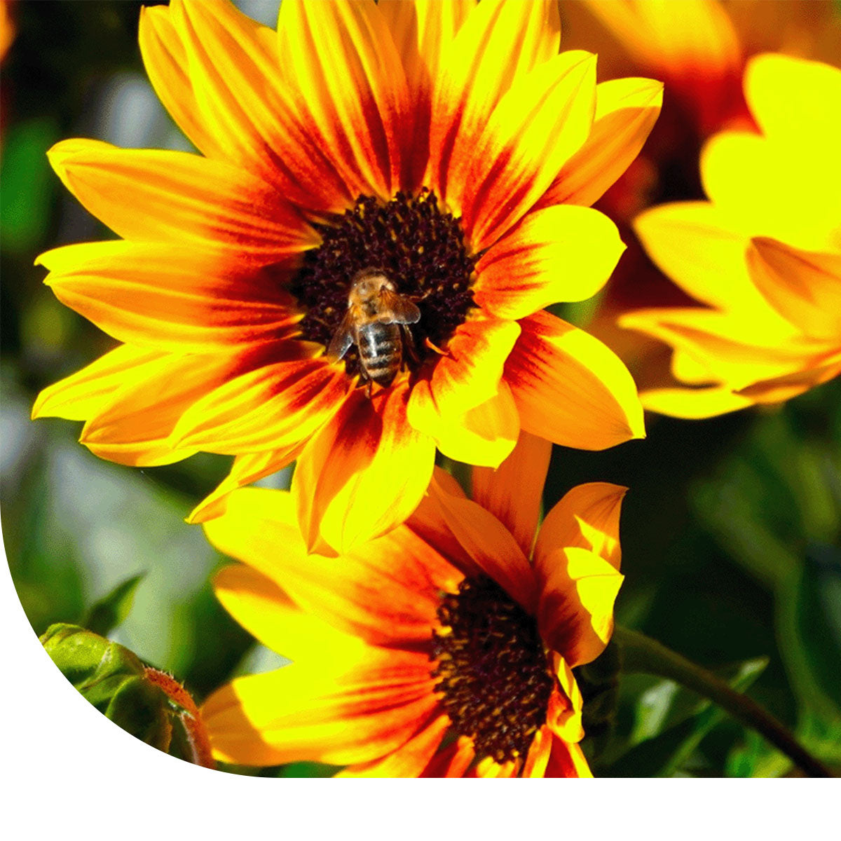 MRS Seeds & Mixtures Zonnebloem 'Dwarf fantasy mix'