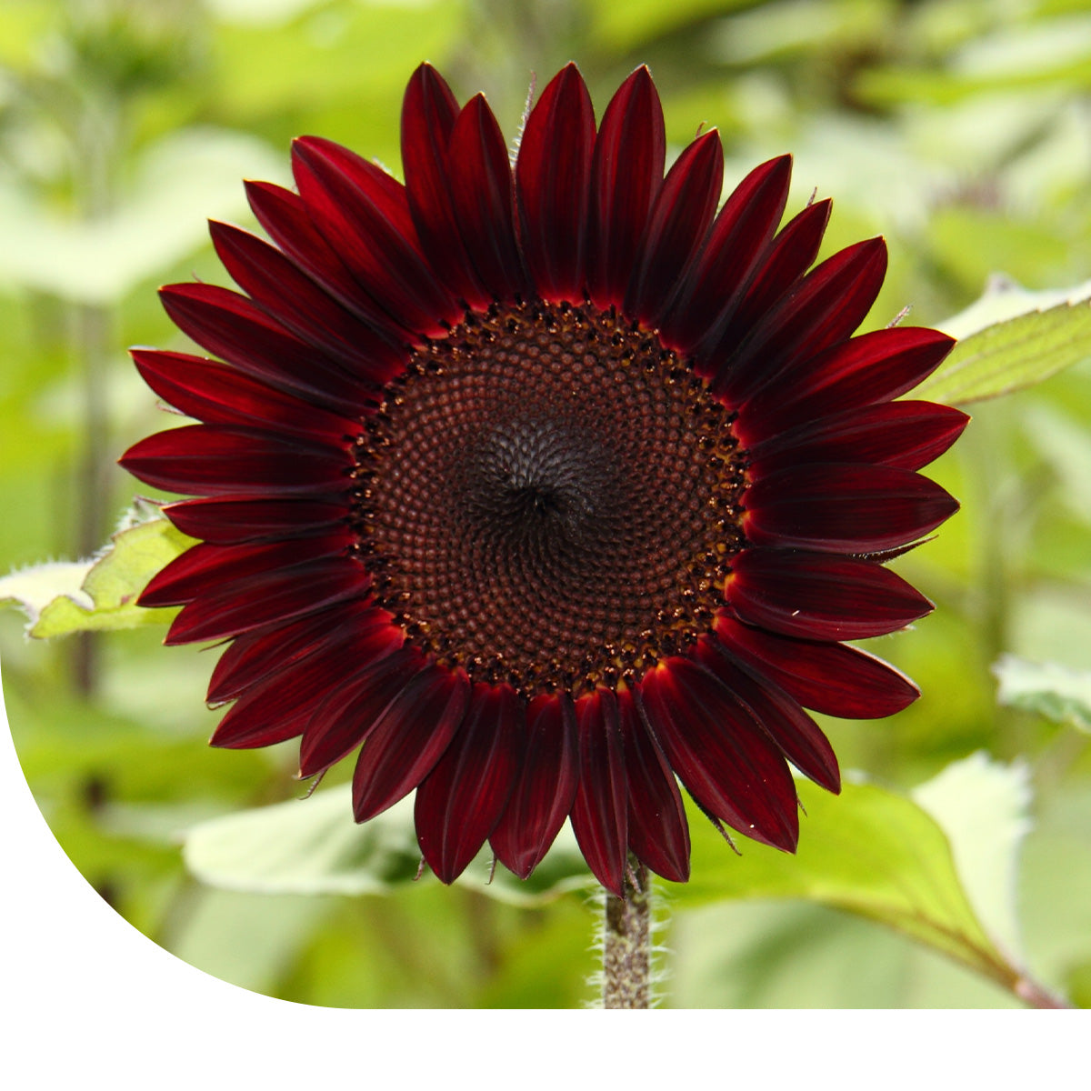 MRS Seeds & Mixtures Zonnebloem "Moulin Rouge"