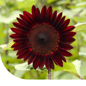 MRS Seeds & Mixtures Zonnebloem "Moulin Rouge"
