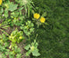 Les mauvaises herbes