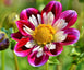 Graines de fleurs